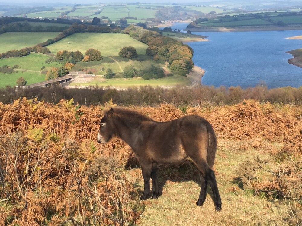 Foal on Haddon Hill.